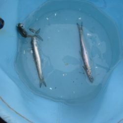 オリジナルメーカー海づり公園(市原市海づり施設) 釣果