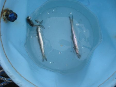 オリジナルメーカー海づり公園(市原市海づり施設) 釣果