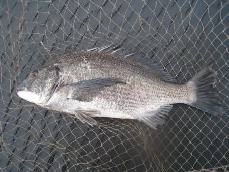 オリジナルメーカー海づり公園(市原市海づり…