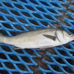 オリジナルメーカー海づり公園(市原市海づり施設) 釣果