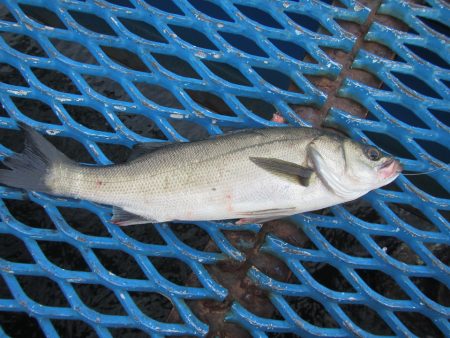オリジナルメーカー海づり公園(市原市海づり施設) 釣果