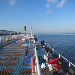 オリジナルメーカー海づり公園(市原市海づり施設) 釣果