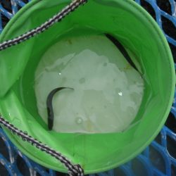 オリジナルメーカー海づり公園(市原市海づり施設) 釣果