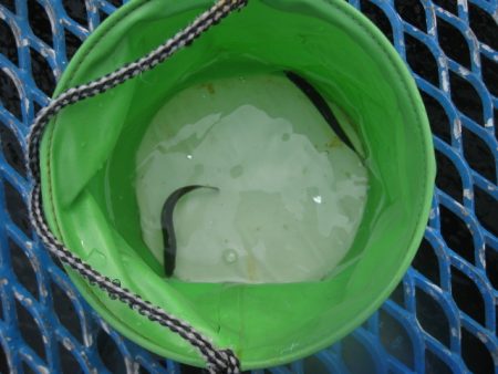 オリジナルメーカー海づり公園(市原市海づり施設) 釣果