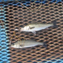 オリジナルメーカー海づり公園(市原市海づり施設) 釣果