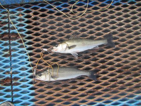 オリジナルメーカー海づり公園(市原市海づり…