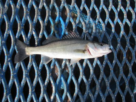オリジナルメーカー海づり公園(市原市海づり…
