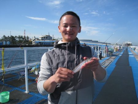 オリジナルメーカー海づり公園(市原市海づり施設) 釣果