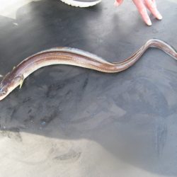 オリジナルメーカー海づり公園(市原市海づり施設) 釣果