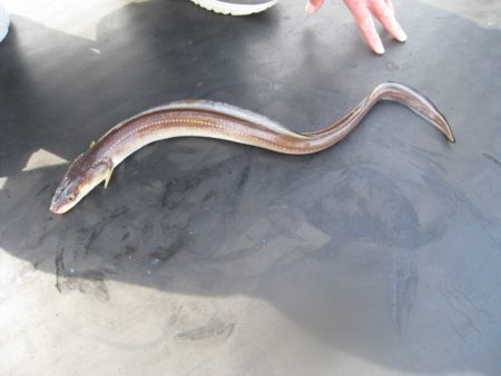 オリジナルメーカー海づり公園(市原市海づり施設) 釣果