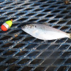 オリジナルメーカー海づり公園(市原市海づり施設) 釣果