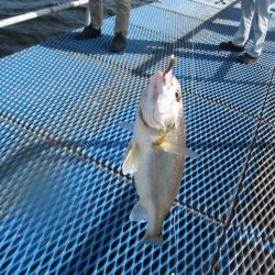 オリジナルメーカー海づり公園(市原市海づり施設) 釣果