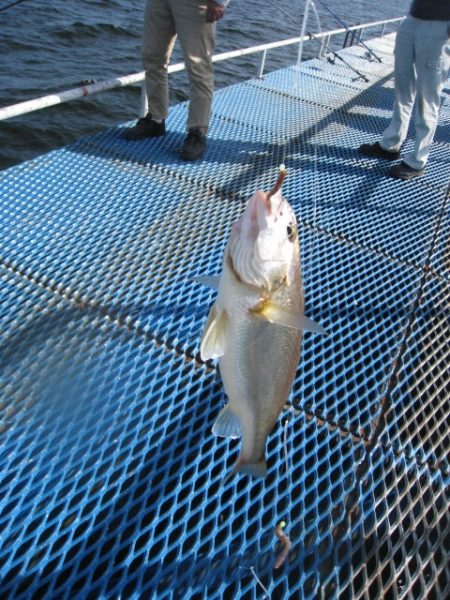 オリジナルメーカー海づり公園(市原市海づり施設) 釣果