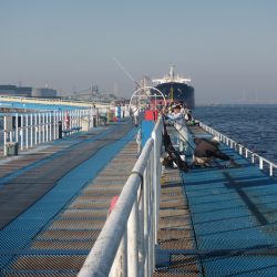 オリジナルメーカー海づり公園(市原市海づり施設) 釣果