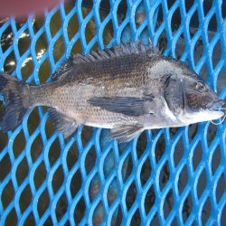 オリジナルメーカー海づり公園(市原市海づり施設) 釣果