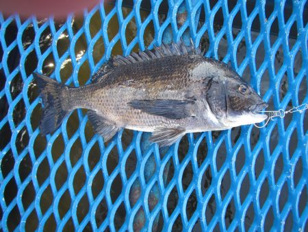 オリジナルメーカー海づり公園(市原市海づり施設) 釣果