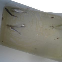 オリジナルメーカー海づり公園(市原市海づり施設) 釣果