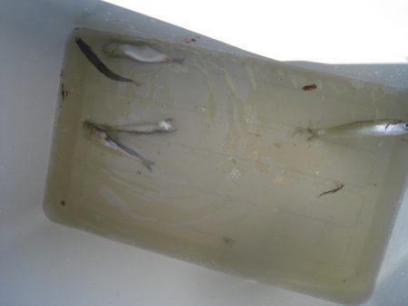 オリジナルメーカー海づり公園(市原市海づり施設) 釣果