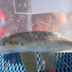 オリジナルメーカー海づり公園(市原市海づり施設) 釣果