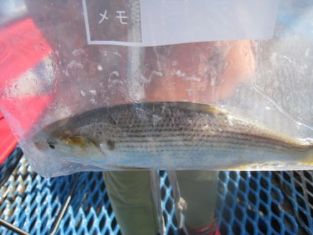 オリジナルメーカー海づり公園(市原市海づり施設) 釣果