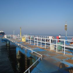 オリジナルメーカー海づり公園(市原市海づり施設) 釣果