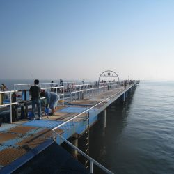 オリジナルメーカー海づり公園(市原市海づり施設) 釣果