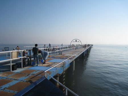 オリジナルメーカー海づり公園(市原市海づり施設) 釣果