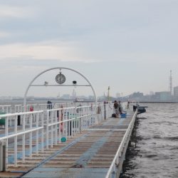 オリジナルメーカー海づり公園(市原市海づり施設) 釣果