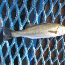 オリジナルメーカー海づり公園(市原市海づり施設) 釣果