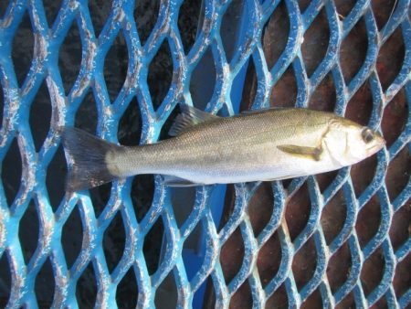 オリジナルメーカー海づり公園(市原市海づり施設) 釣果