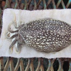 オリジナルメーカー海づり公園(市原市海づり施設) 釣果