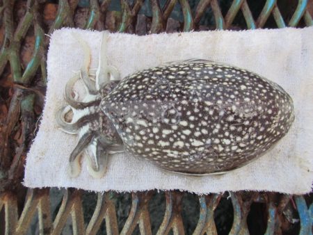 オリジナルメーカー海づり公園(市原市海づり施設) 釣果