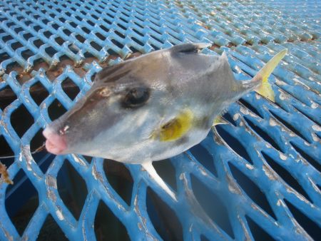 オリジナルメーカー海づり公園(市原市海づり施設) 釣果