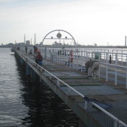 オリジナルメーカー海づり公園(市原市海づり施設) 釣果