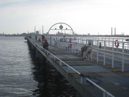 オリジナルメーカー海づり公園(市原市海づり施設) 釣果