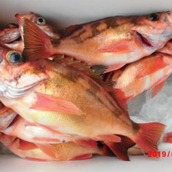 大進丸(新潟) 釣果