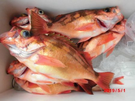 大進丸(新潟) 釣果