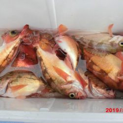 大進丸(新潟) 釣果