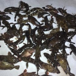 TOPGUN名古屋 釣果