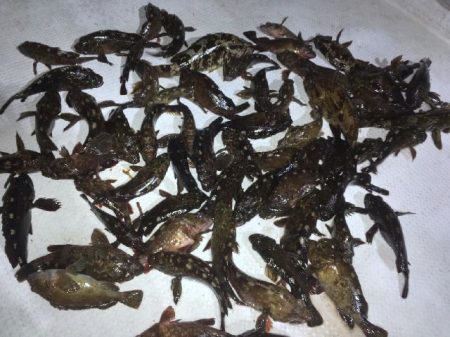 TOPGUN名古屋 釣果