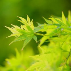 小菅トラウトガーデン 釣果