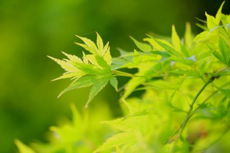 小菅トラウトガーデン 釣果