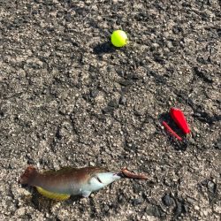 がまかつ うきまろ胴突きで多彩な魚を狙う！
