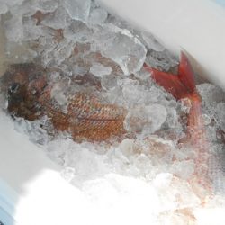 こうゆう丸 釣果