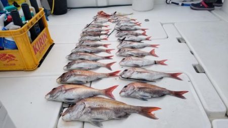 暁〜akatsuki〜 釣果