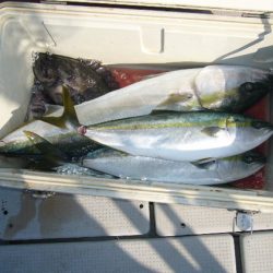 KOU（コウ） 釣果