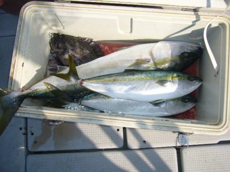 KOU（コウ） 釣果