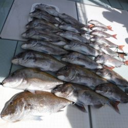 遊漁船 幸友丸 釣果