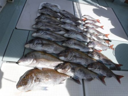 遊漁船 幸友丸 釣果