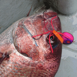 遊漁船ブルーウッズ 釣果